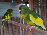 Prodám papoušky Kakariki - zeleno-žlutá straka - papoušci kakariki žerou z ruky (jablka, hrozny, maliny, jahody a mnoho dalšího). Ideální jako domácí mazlíček. Poradenství ohledně chovu samozřejmostí.